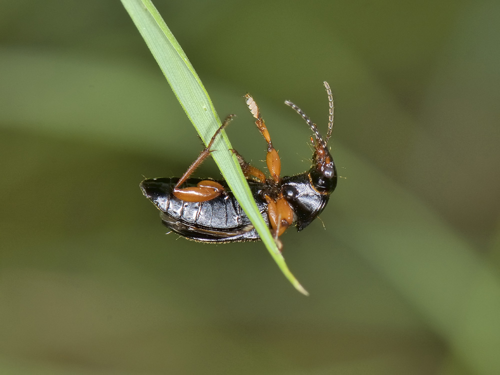 Carabide equilibrista: Anisodactylus binotatus